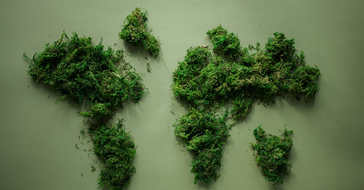 pexels-photo-7412043-7412043 Artistic representation of a world map using green moss on a plain surface, symbolizing eco-friendly and sustainable concepts.